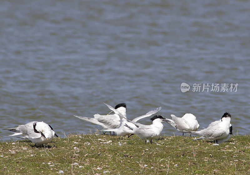 三明治燕鸥(Sterna sandvicensis)梳理